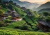 普洱风情之旅，特产与景点的交融魅力