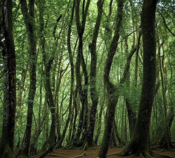 邵洞口，探秘绝美胜地，体验难忘之旅,邵洞口，探秘绝美胜地，体验难忘之旅,风情,探秘,美食,第1张